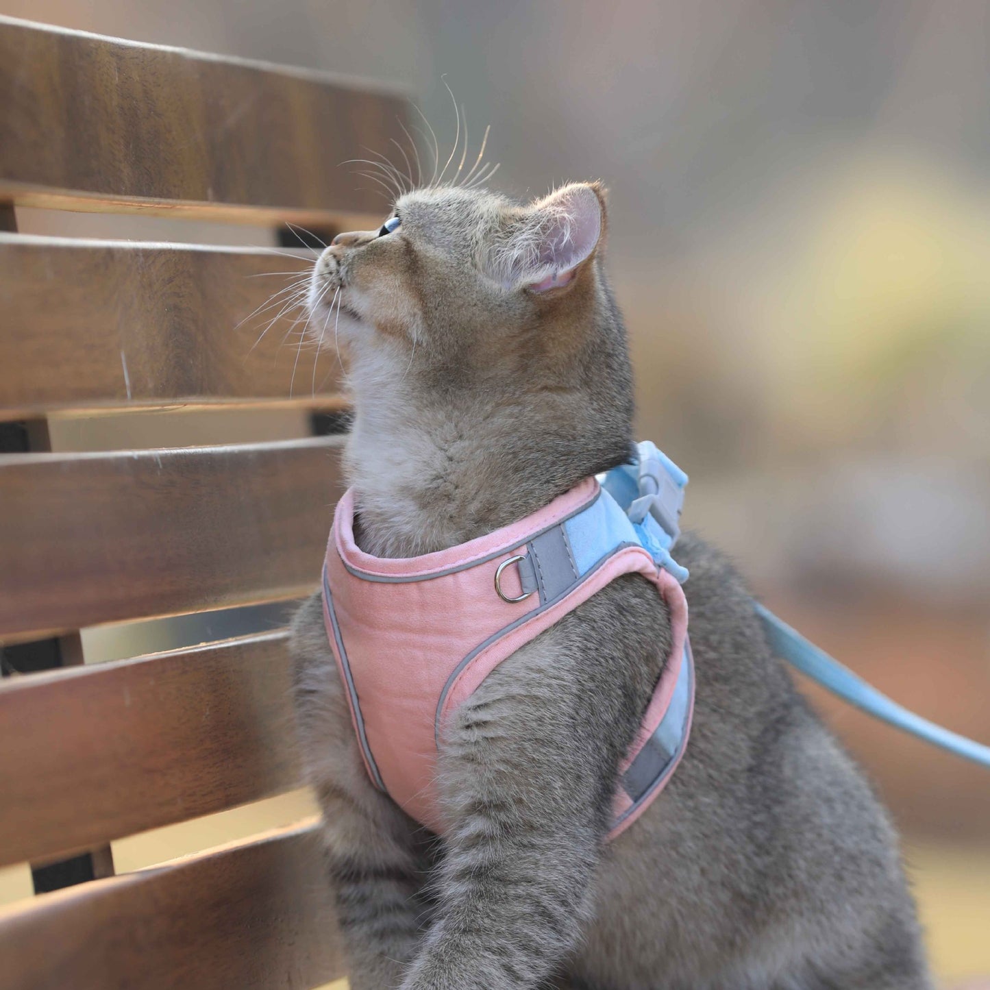Katzen-Zugseil, Brustgeschirr im Weste-Stil, niedliches Anti-Schlaganfall-Katzen-Laufseil