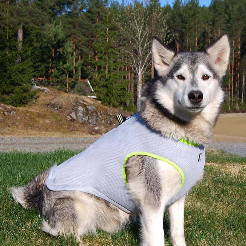 Dog Summer Harness – Kühlendes Hundegeschirr