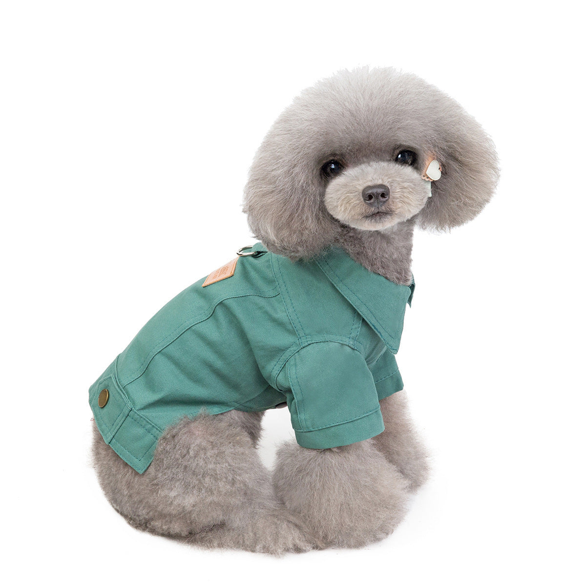Haustierkätzchen, Hunde, Kleidung 