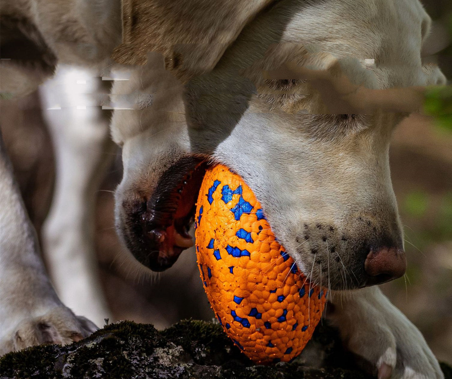 Teeth-resistant Pet Dog Chewing Toy Football
