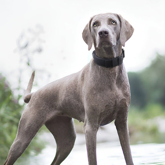 Explosion-proof Tactical Collar Can Hold - Alles für deine Haustiere 