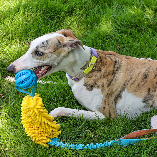 Hundespielzeug Kauspielzeug Seil - Bissfest Tauziehen Interaktiv
